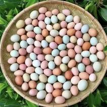 【推荐】山东潍坊黑风，粉8鸡蛋厂家直供价格真实