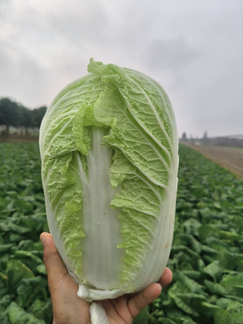 【江苏直发】东台精品黄心白菜产地直发商超平台批发市场对接