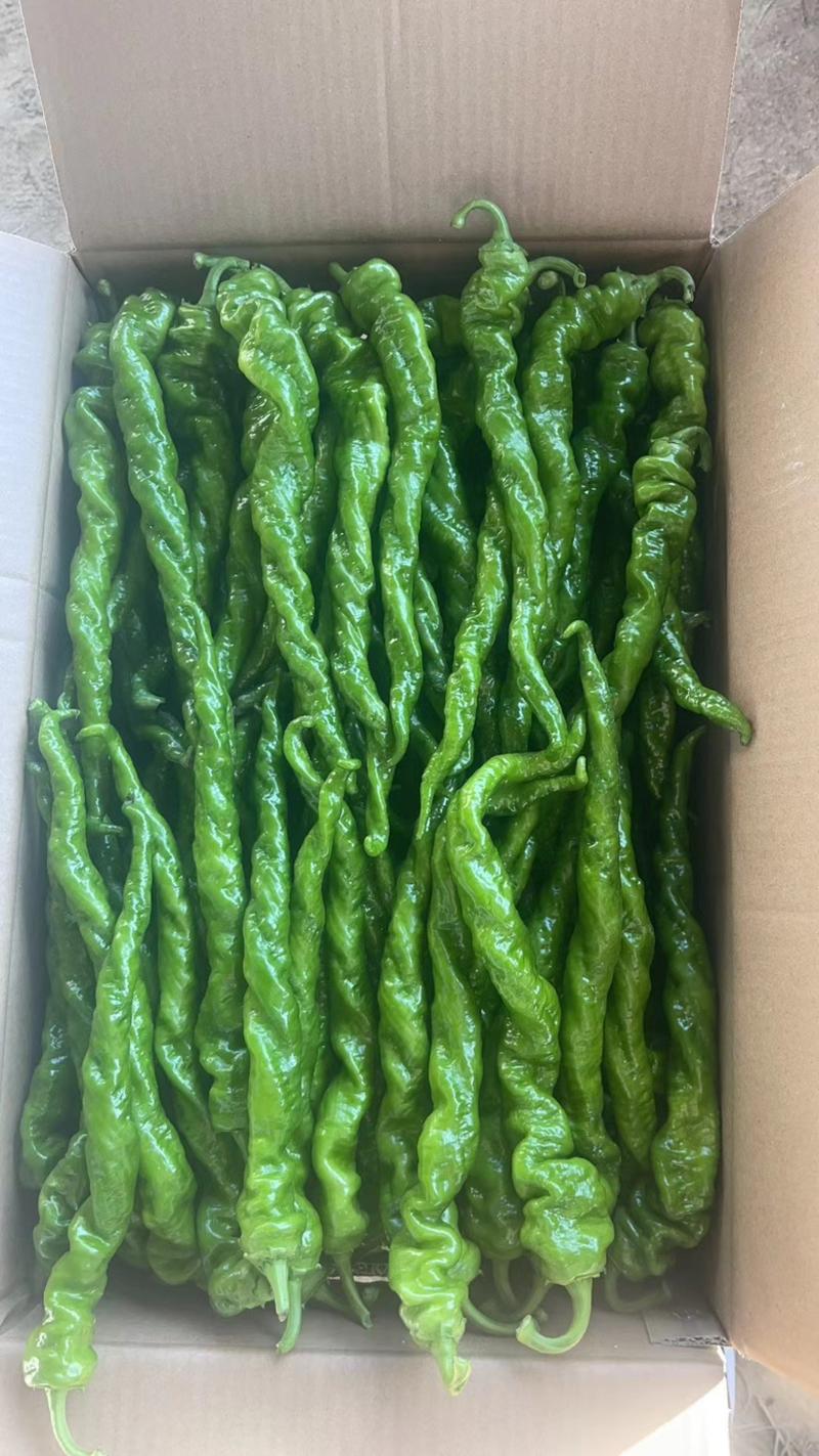 江西宁都软螺丝椒，37/94万亩蔬菜种植基螺丝椒代办销售