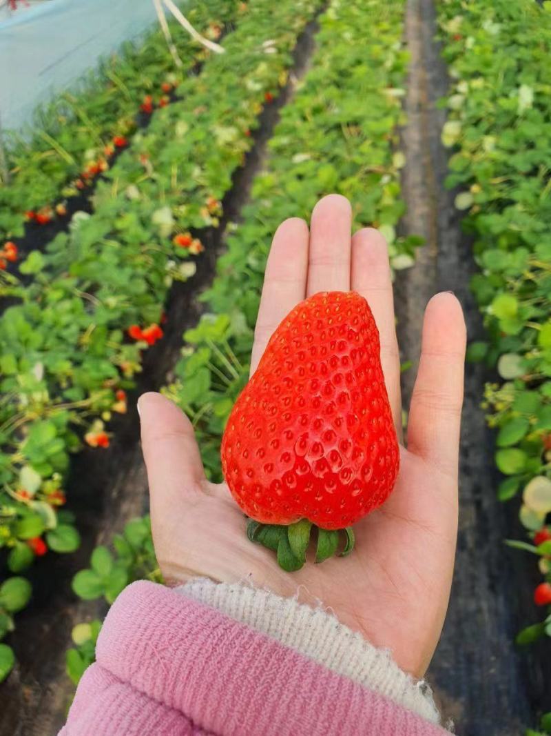 河南精选贵妃奶油草莓大量上市甜美多汁饱满鲜红欢迎咨询