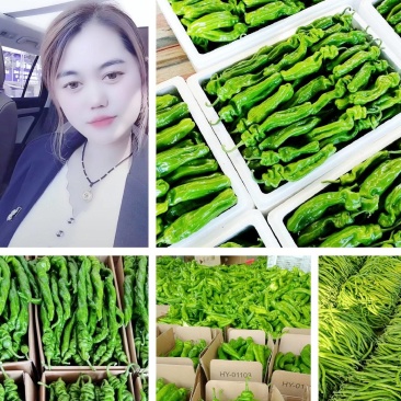 精品301辣椒泡椒，电商货市场货大量接单实力代收代发