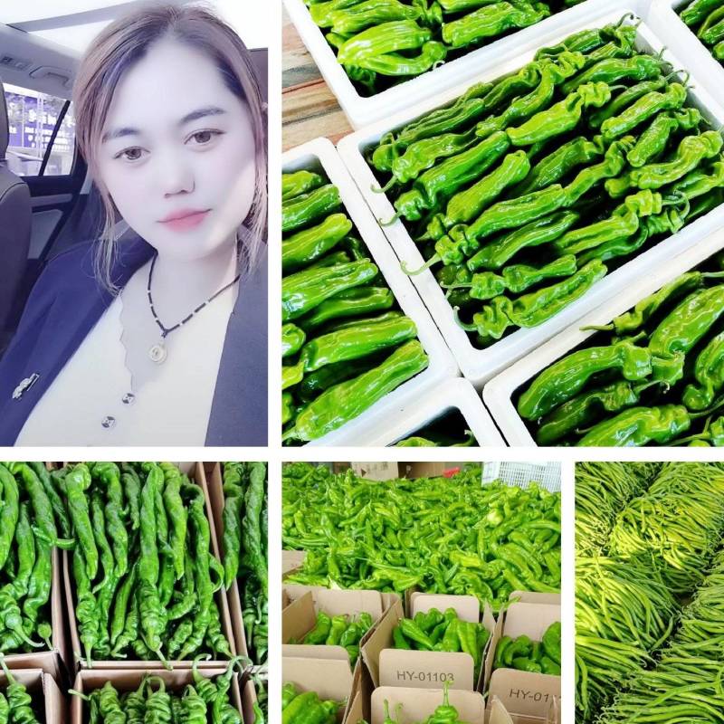 精品301辣椒泡椒，电商货市场货大量接单实力代收代发