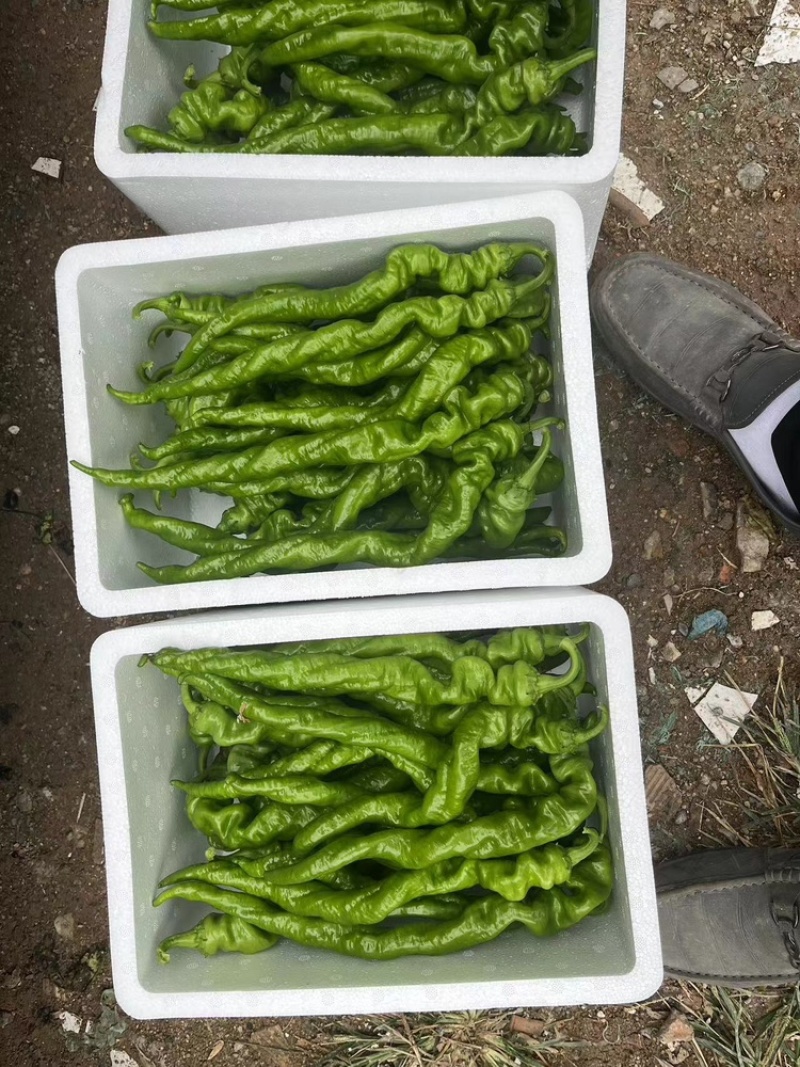 宁都螺丝椒，37/94精品中拢椒每天有货