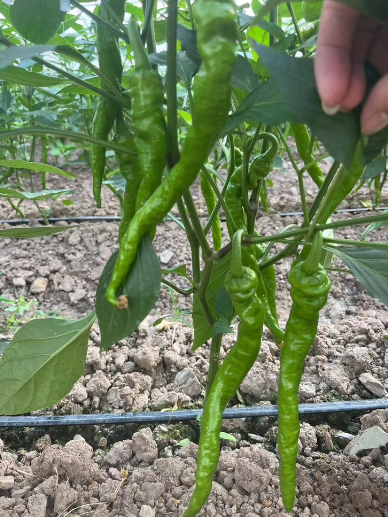 宁都螺丝椒，37/94精品中拢椒每天有货
