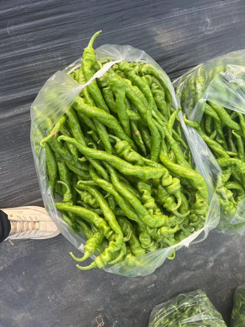 宁都螺丝椒，37/94精品中拢椒每天有货