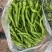 宁都螺丝椒，37/94精品中拢椒每天有货
