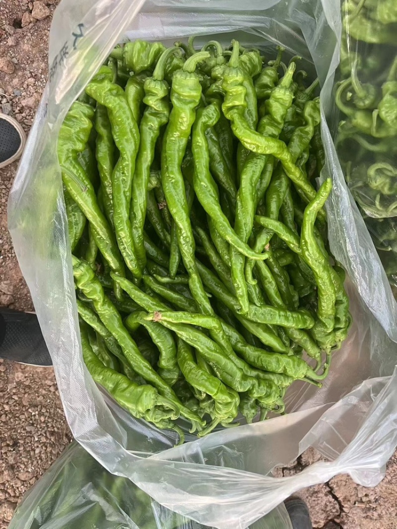 宁都螺丝椒，37/94精品中拢椒每天有货