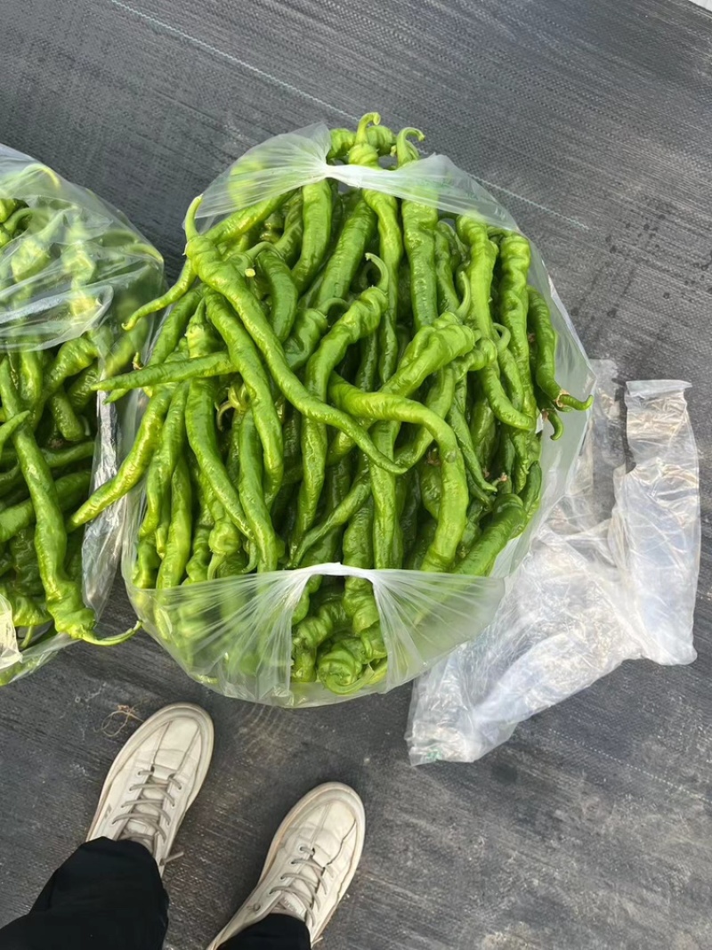 宁都螺丝椒，37/94精品中拢椒每天有货