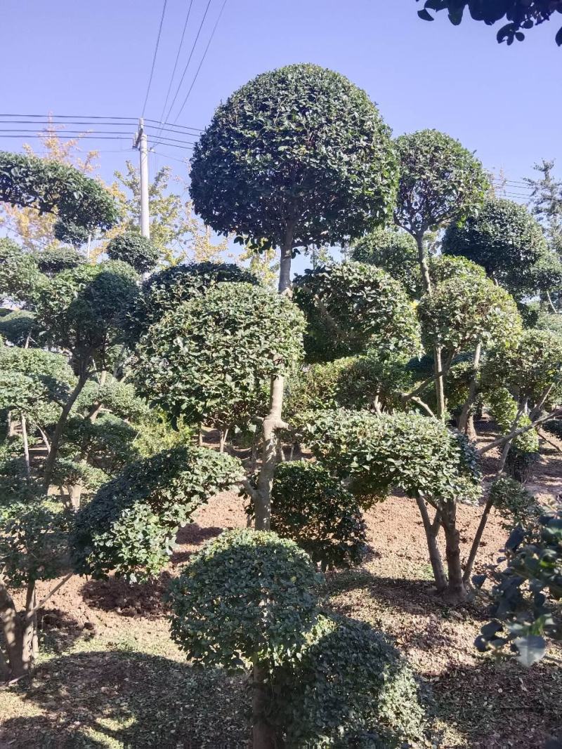造型小叶女贞质量保证，欢迎大家光临本店，诚信第一，