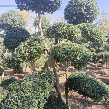 造型小叶女贞质量保证，欢迎大家光临本店，诚信第一，