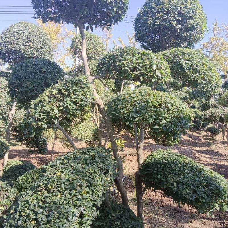 造型小叶女贞质量保证，欢迎大家光临本店，诚信第一，