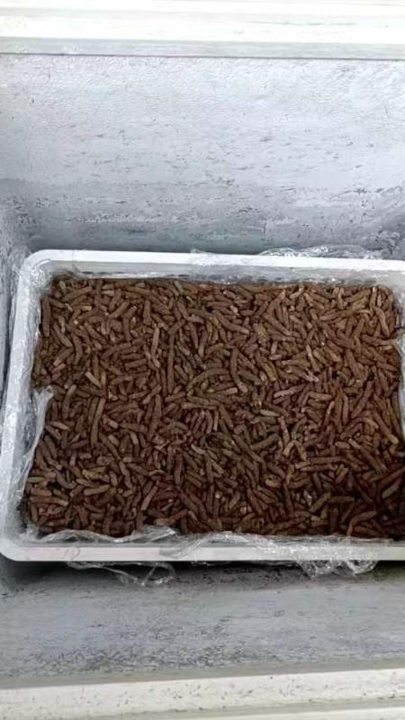 新鲜蚂蚱卵，现塞现卖
