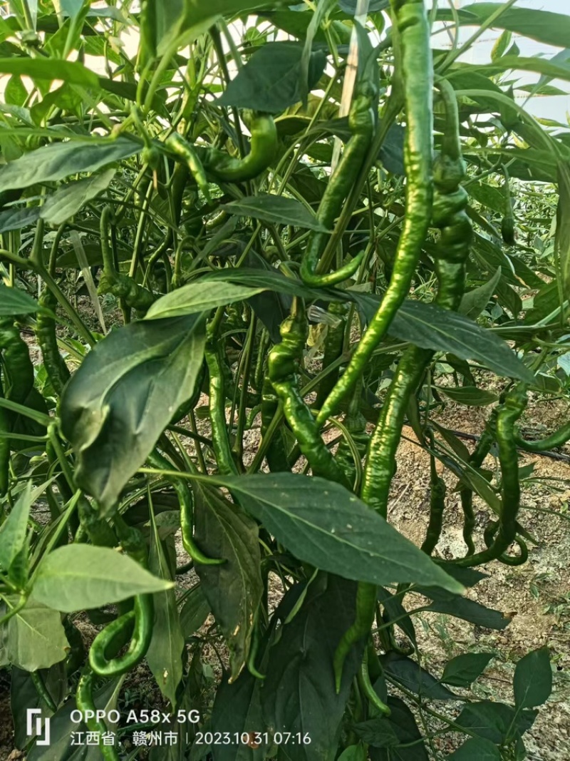 宁都软皮罗线，大量供应充足