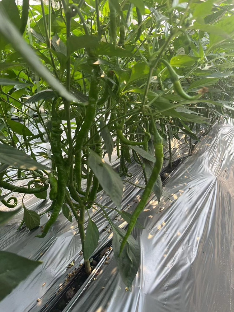 宁都软皮罗线，大量供应充足
