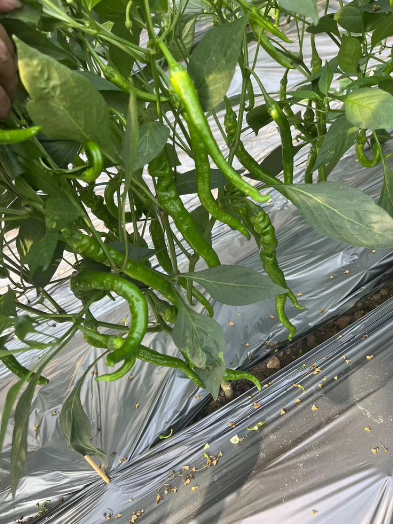 宁都软皮罗线，大量供应充足
