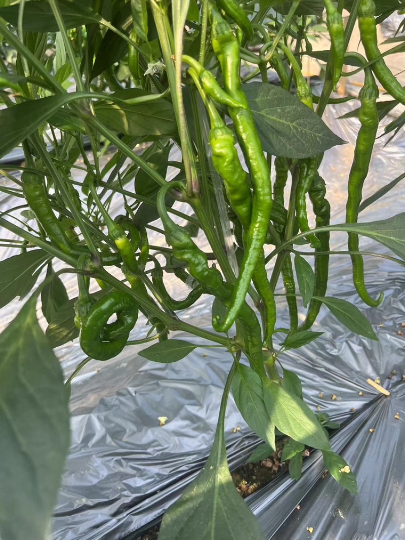 宁都软皮罗线，大量供应充足