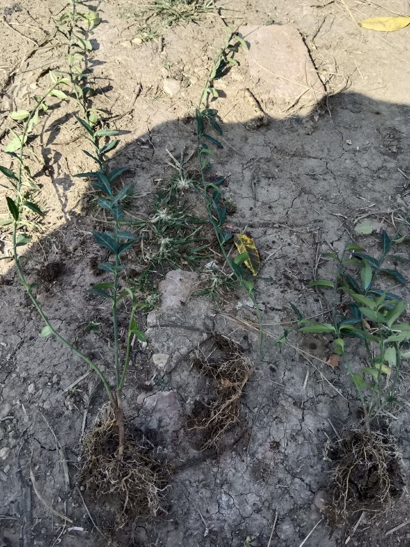 扶方腾50高度，保证质量，诚信第一，欢迎新朋友来电咨询。