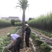 黑皮甘蔗产地直发大量有货品质好浙江台州