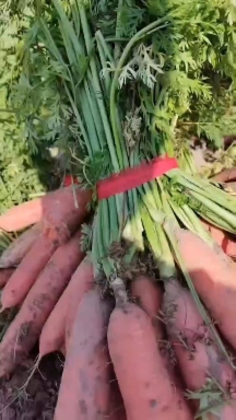 大量批发小燕鼎红萝卜，现挖现装车新鲜度高，价格亲民。