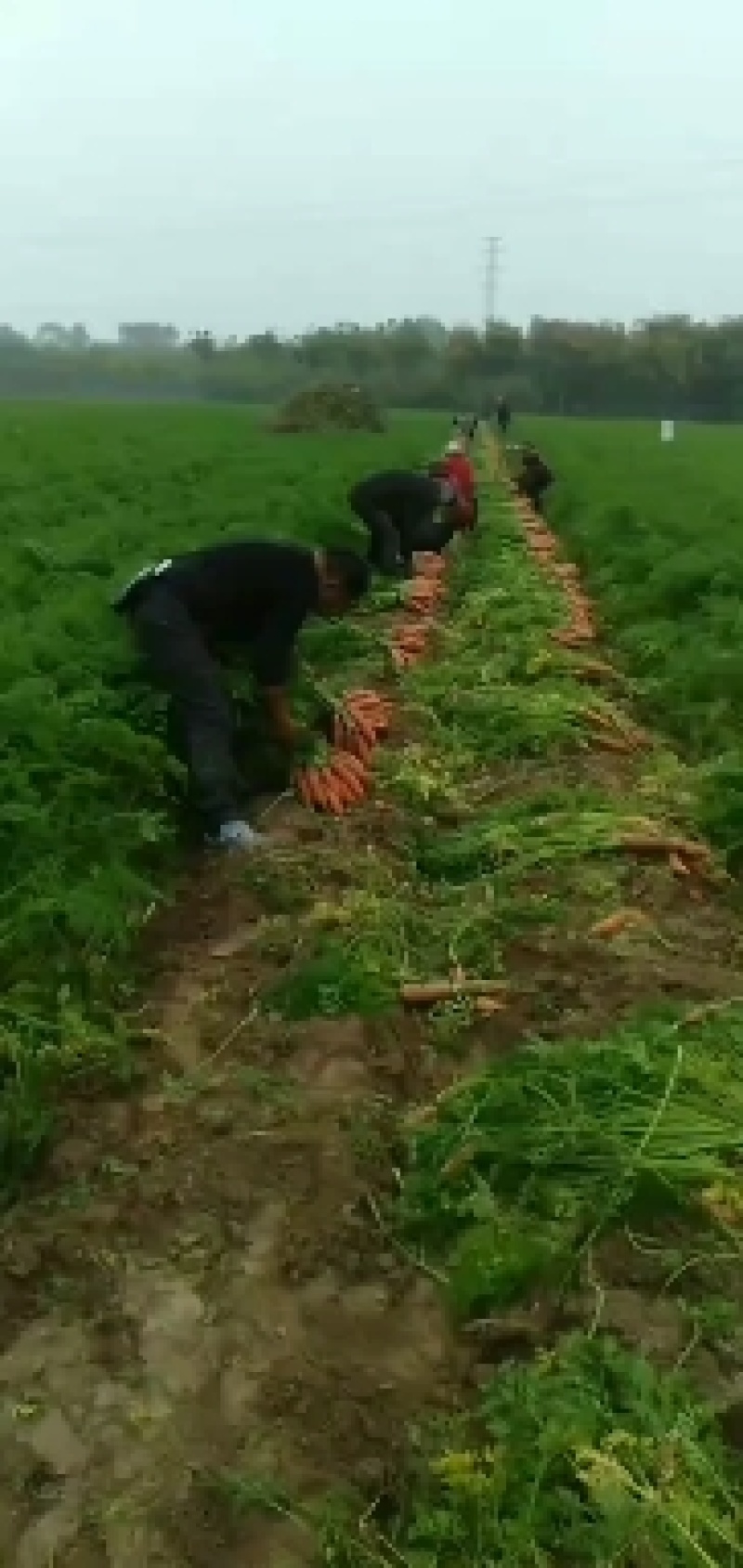 大量批发小燕鼎红萝卜，现挖现装车新鲜度高，价格亲民。