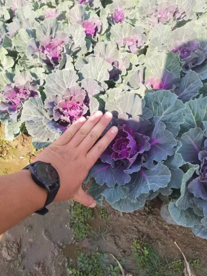 羽衣甘蓝大量出售