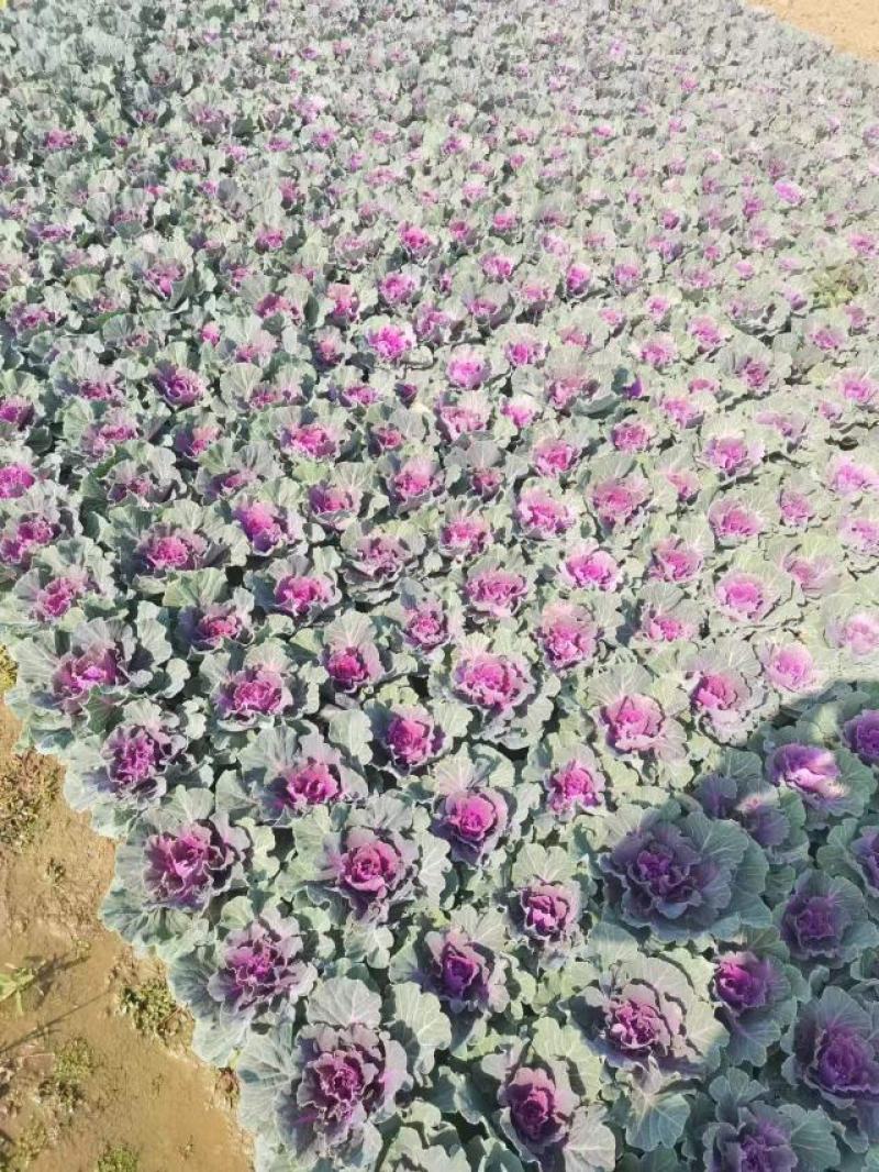 羽衣甘蓝大量出售