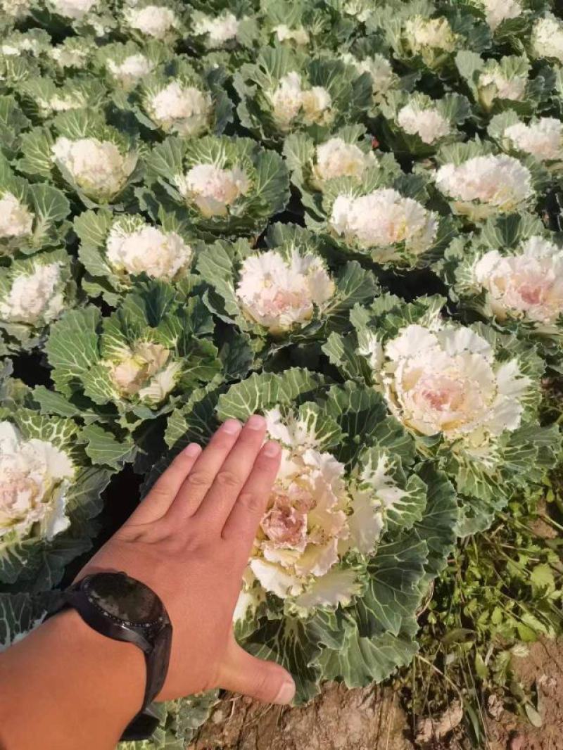 羽衣甘蓝大量出售