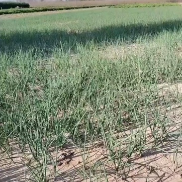 大量批发二红洋葱苗。当天挖苗，当天装车价格亲民。
