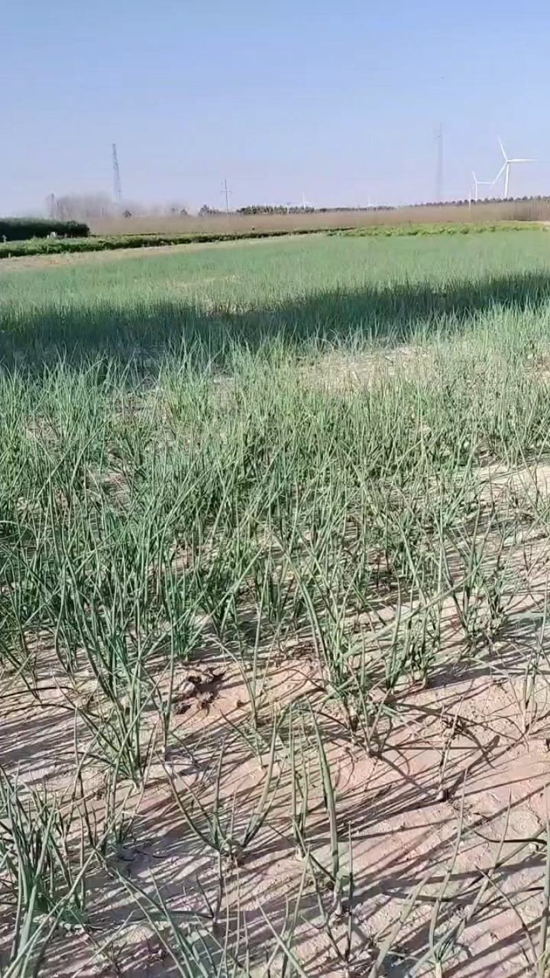 大量批发二红洋葱苗。当天挖苗，当天装车价格亲民。