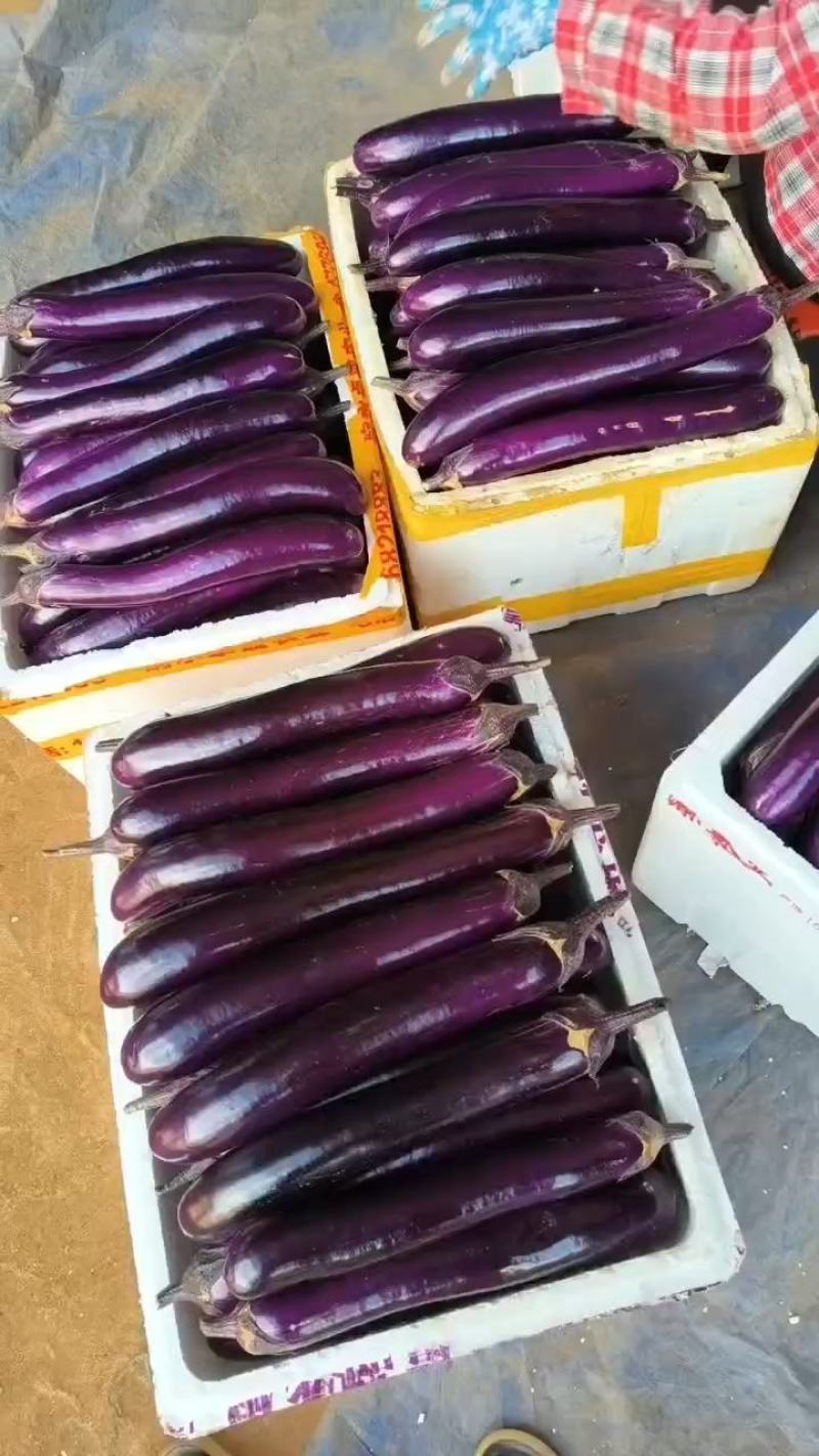 【牛商推荐】紫长茄，精品特选，质量保证，场地基地直发