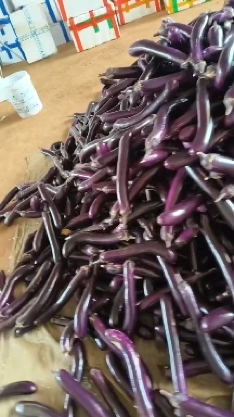 【牛商推荐】紫长茄，精品特选，质量保证，场地基地直发