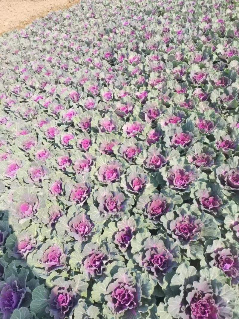 紫鸽羽衣甘蓝大量，欧系列，鸽系列，大量出售