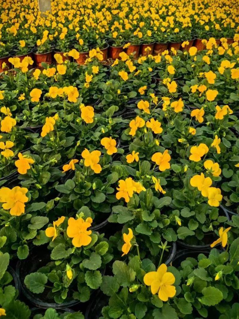 现有大量的【角堇】花出售