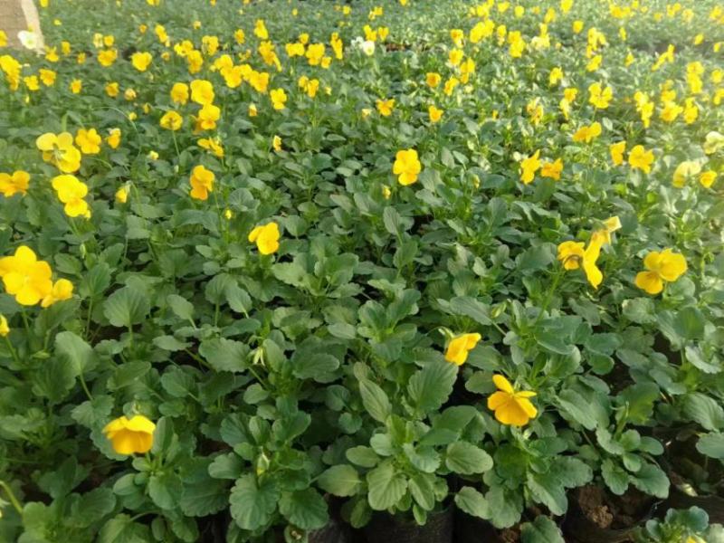 现有大量的【角堇】花出售