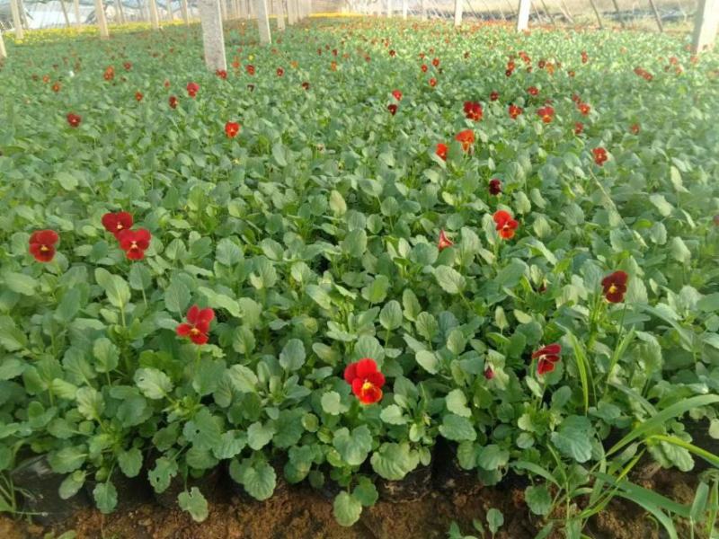 现有大量的【角堇】花出售