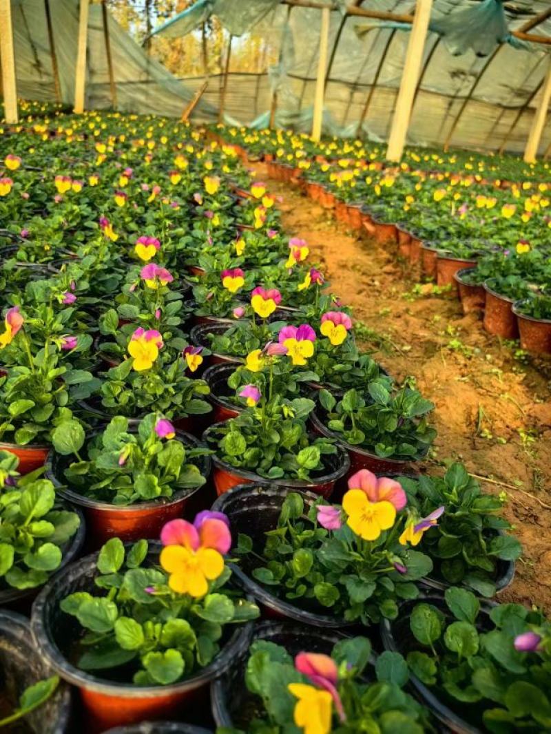 现有大量的【角堇】花出售