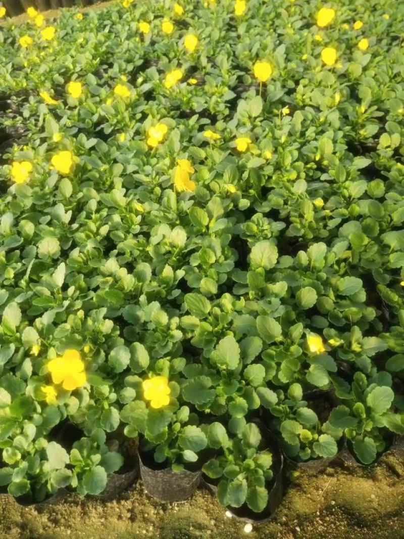 现有大量的【角堇】花出售