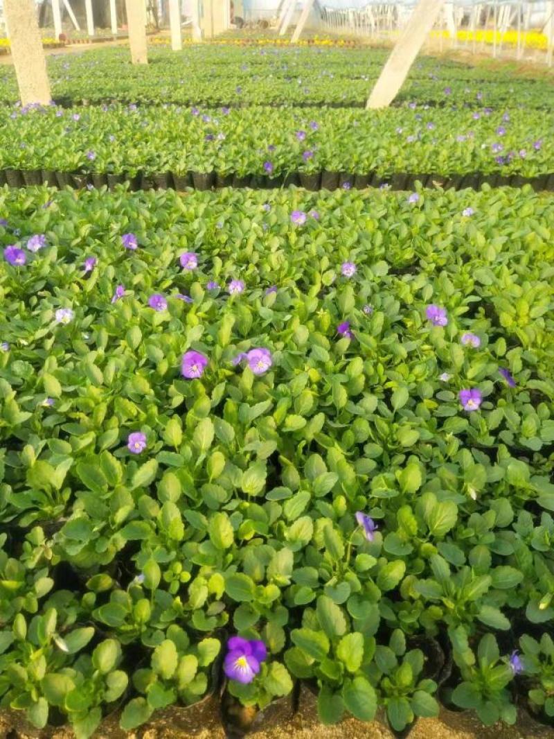 现有大量的【角堇】花出售