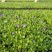 现有大量的【角堇】花出售