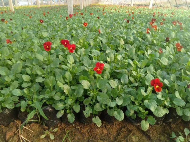 现有大量的【角堇】花出售