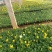 现有大量的【角堇】花出售