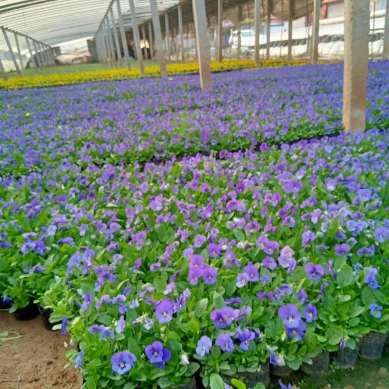现有大量的【角堇】花出售