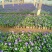 现有大量的【角堇】花出售
