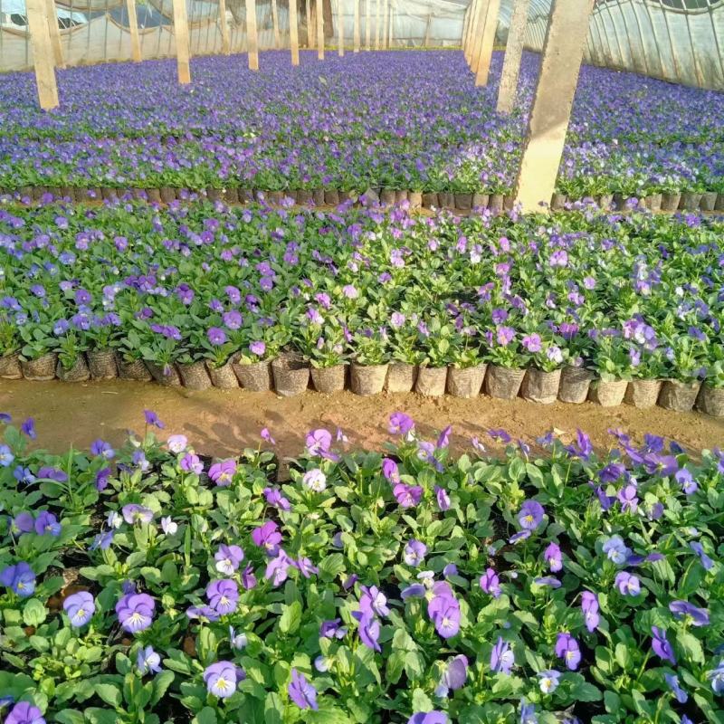 现有大量的【角堇】花出售