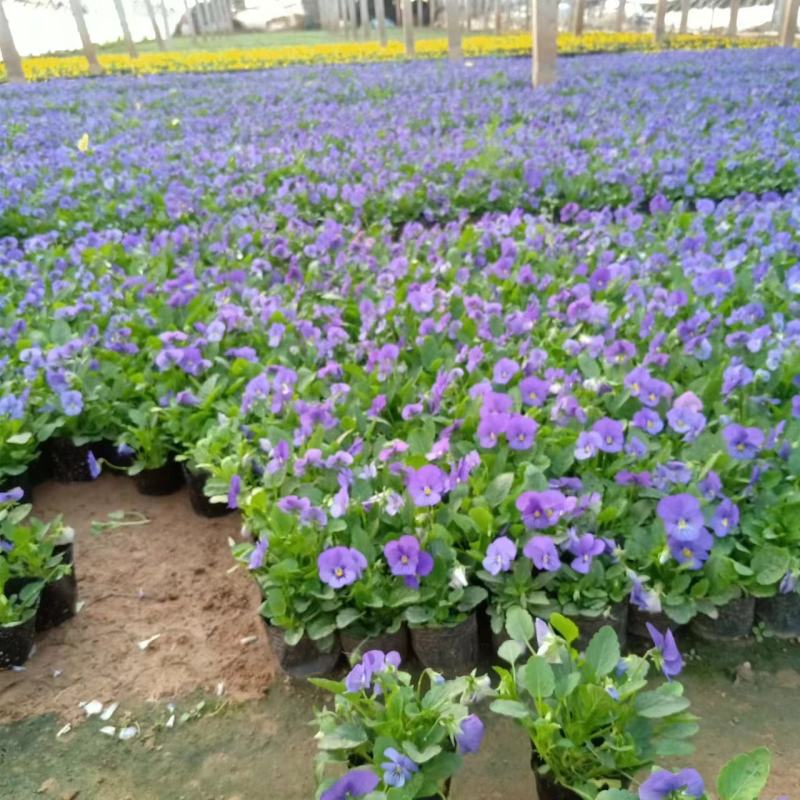 现有大量的【角堇】花出售