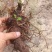 精选高山仿野生种植重楼鲜货，各种规格选货，欢迎来电咨询