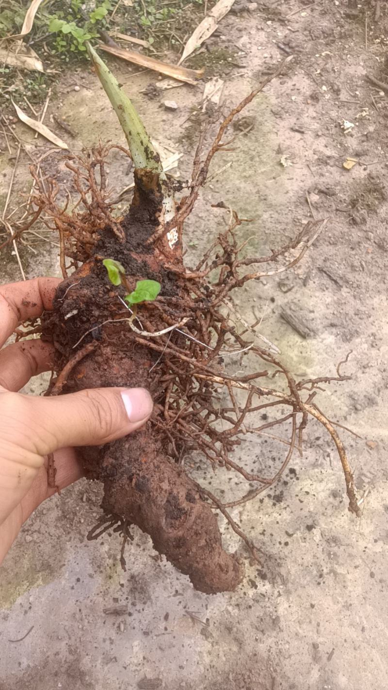 精选高山仿野生种植重楼鲜货，各种规格选货，欢迎来电咨询