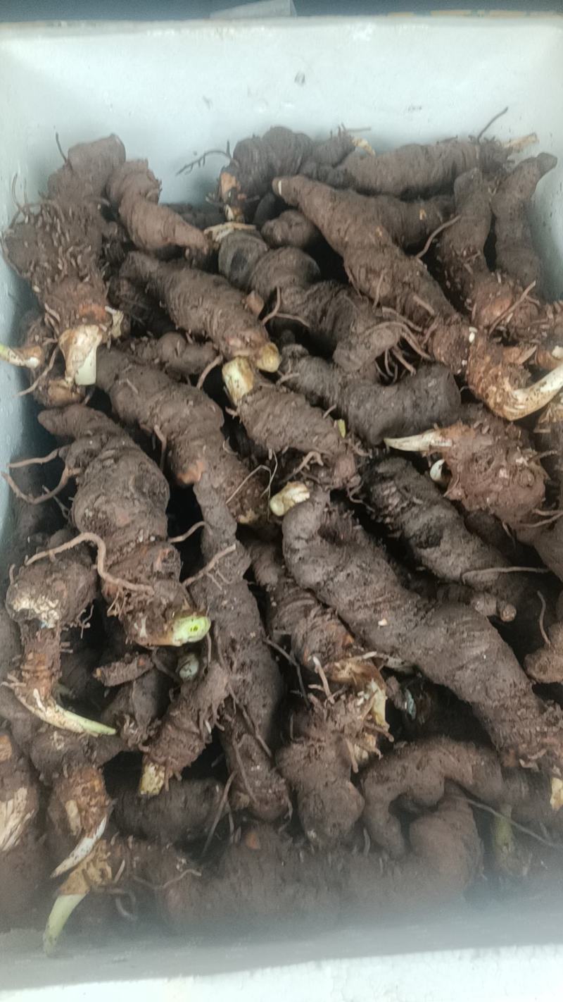精选高山仿野生种植重楼鲜货，各种规格选货，欢迎来电咨询