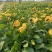 现有大量的【三色堇】花出售