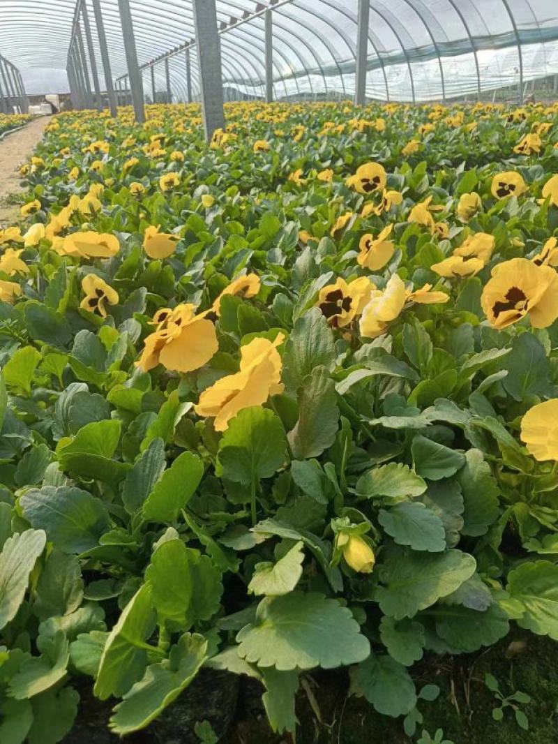 现有大量的【三色堇】花出售